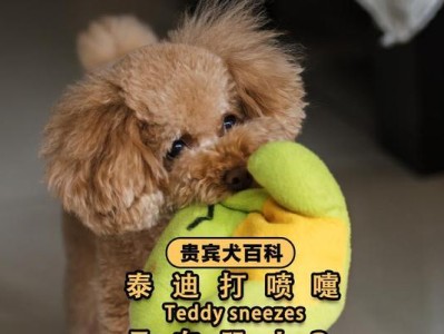 泰迪宠物犬的防疫频率探究（刚满月泰迪的防疫，关键是定期接种疫苗）