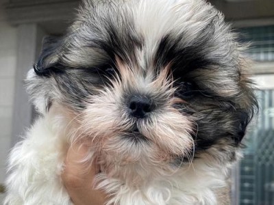 以西施犬的科学喂养指南（以西施犬的健康与幸福，全在饲养细节之中）