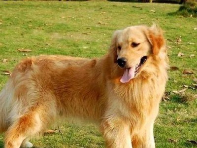 如何正确喂养金毛犬？（从幼崽到成犬，了解不同阶段的饮食需求）