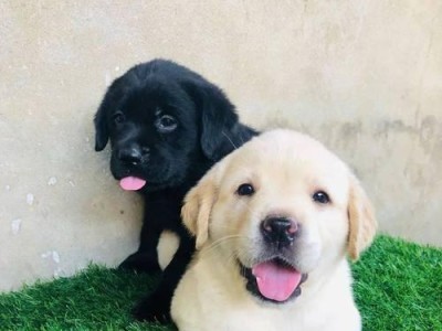 探索拉布拉多犬的血统历史（拉布拉多犬的家族血缘与特征解析）
