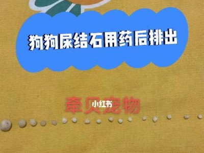 犬尿结石初期症状及关键预警（了解犬尿结石早期症状，保护宠物健康）