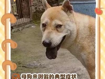 狗狗第一次来月经后可以洗澡吗？（狗狗月经初来乍到的适宜护理方式与注意事项）