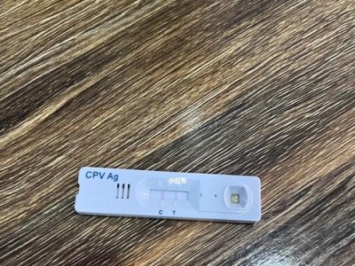 揭秘狗狗细小的常见症状（了解狗狗细小，保护它的健康）