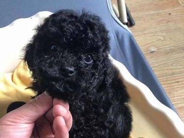 为什么“黑色”贵宾犬少人养？（探究黑色贵宾犬成为次选的7个原因）