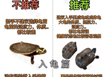 龟的特点与习性（深入了解龟类动物的生态与行为）