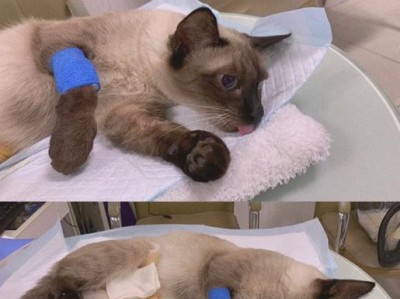 猫咪生产后的照顾指南（如何为新生小猫提供适当的关爱）