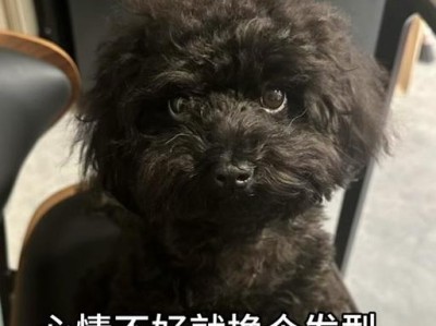 泰迪狗交配频率（了解适当的泰迪狗交配时间和频率，保证健康繁殖）