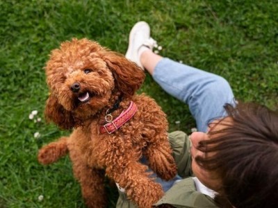 如何训练贵宾犬趴下（以宠物为主，让你的贵宾犬听从你的指挥）