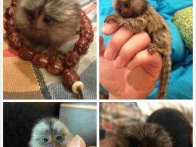 饲养猴子当宠物最可怕的是传染病（为什么养宠物猴会带来传染病？）