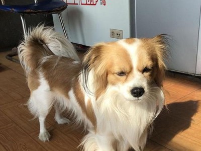 蝴蝶犬价格及如何鉴定一只健康的蝴蝶犬（了解蝴蝶犬的价格范围和选购要点）