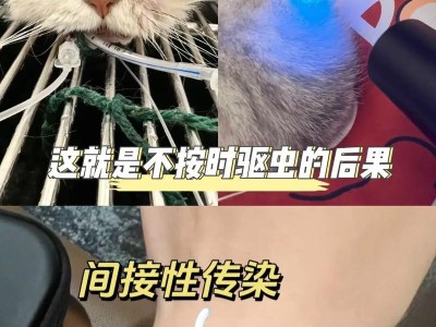 猫咪驱虫费用及不良反应分析（了解猫驱虫的费用和潜在风险，保护您的爱宠）