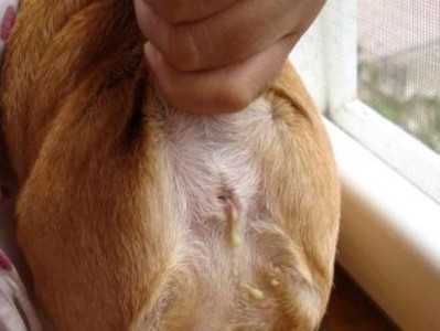 狗狗肛门腺液的颜色能告诉我们什么？（了解肛门腺液颜色，保护狗狗健康）