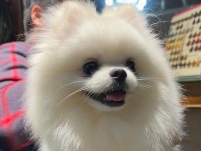 博美犬的理想毛色（追求完美的外貌，给博美犬带来什么？）
