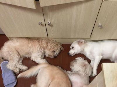 解密狗狗喜欢钻裆舔的原因（探究狗狗行为中的奇特之举）