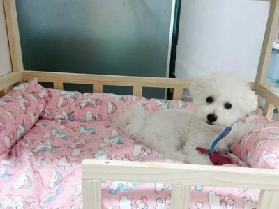 比熊犬配种时机的重要性（了解最佳配种时间，确保繁育成功）