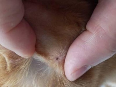 野猫身上常见的寄生虫（了解野猫身上的寄生虫种类与防治措施）