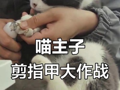 猫咪如何剪指甲？（掌握剪指甲的技巧，让你的猫咪舒适无忧）
