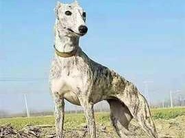 标准格力犬体形揭秘（了解标准格力犬的外貌特征和体型比例）