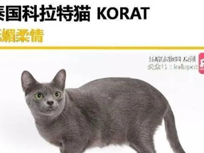 科拉特猫饲养全指南（掌握科拉特猫的繁殖、喂养、健康保健、训练等多方面知识）