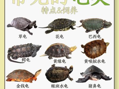 昆虫的独特特征（探索昆虫世界的奇妙之旅）