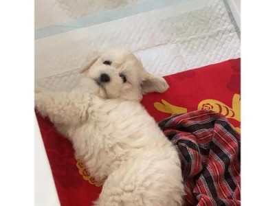 斗牛犬过食症状及应对措施（斗牛犬饮食失调的表现和处理方法）