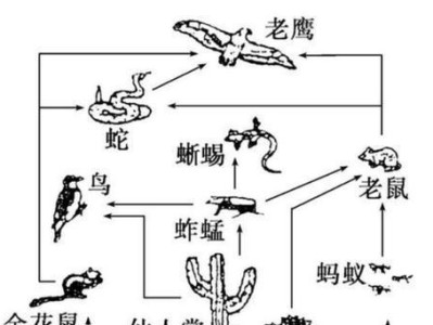 打造健康活泼的小宠物家族（打造健康活泼的小宠物家族）