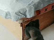 狗狗为什么那么喜欢动？（揭秘狗狗喜欢动的原因及好处）