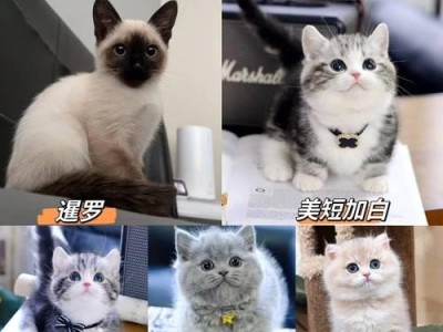 如何给萨摩耶量体温？（了解萨摩耶的正常体温和正确测量方法）