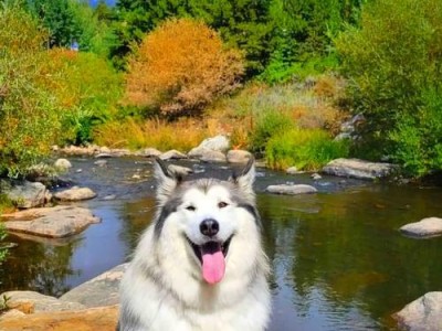 完美饲养阿拉斯加犬的指南（新手养阿拉斯加手册）