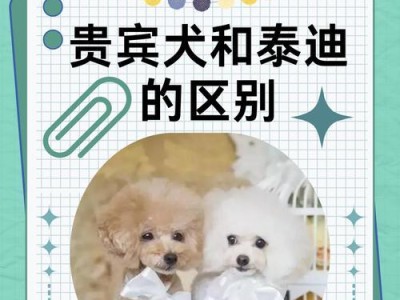 如何定期维护贵宾犬的造型（了解贵宾犬修剪频率的重要性）