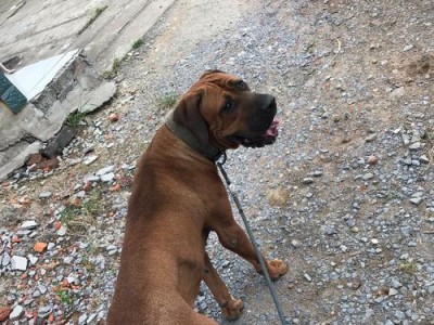 谁能与猛犬一战？—探索库达犬、土佐犬、坎高犬和高狼犬的力量与勇气（猛犬届四强对决，探究最强之道）