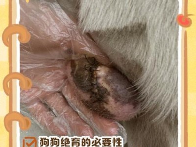 母狗绝育后伤口愈合时间及注意事项（了解母狗绝育手术后的恢复过程，保障伤口健康）
