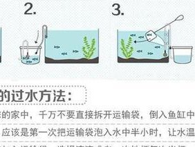 腊戍拟水龟的饲养方法（让你的水龟健康成长）