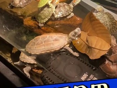 如何合理喂养乌龟的水量？（乌龟水量喂养的时间间隔和注意事项）