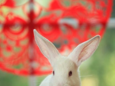了解大耳白兔的生活习性（揭秘大耳白兔的生活习性及适应环境）