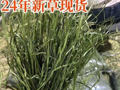 提摩西草（探索提摩西草的特点和应用领域）