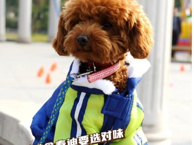 泰迪吃撑了多久才能喝水？（探讨泰迪吃撑后需要多长时间才能喝水的适宜时机）