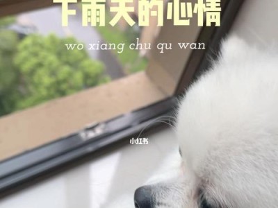 博美下雨天需注意的保暖措施（下雨天的博美犬会冷吗？如何保护狗狗不受寒冷侵袭？）