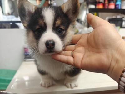 柯基刚出生的奇妙变化（从可爱幼犬到成年魅力犬）