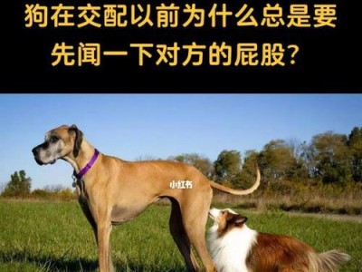 土狗为什么喜欢舔爪子？（揭秘土狗舔爪子的原因及其益处）