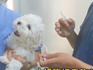 宠物疫苗的禁忌情况剖析（保护宠物健康，合理选择疫苗接种）