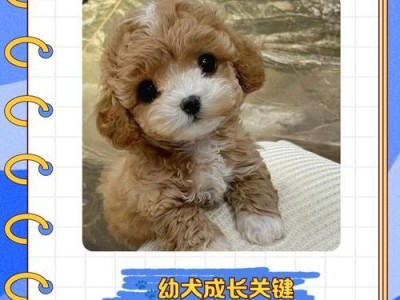 幼犬多久可以带出去的合适时间？（了解适合幼犬外出的时机）