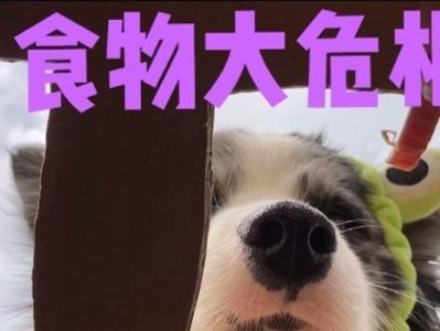 边境牧羊犬不能吃的8种食物（保护你的爱犬健康，远离这些食物！）