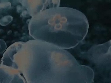 鹅的战斗力之强（揭秘鹅的战斗力，其能力远超想象）