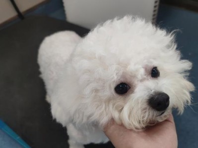 扁鼻犬（探索扁鼻犬的品种和特点）
