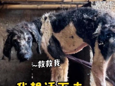 犬佝偻症状全面解析（了解犬佝偻症状及其预防和治疗）