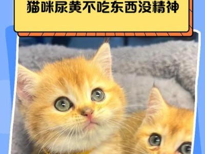 猫咪如何判断尿布内时间是否不正常（猫咪不正常尿布时间的判定指南）