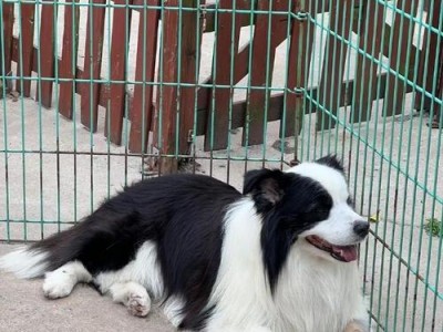 边牧小犬适合带出去的时间及注意事项（了解边牧小犬适宜的带出去时间，为它的健康成长提供最佳环境）