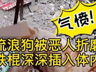 狗狗切除脾脏后的预期寿命（探究狗狗脾切除手术对其寿命的影响）