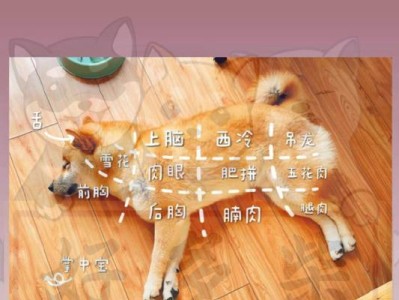 申请CKU犬舍需要多久？（了解CKU犬舍申请流程及时间要求）